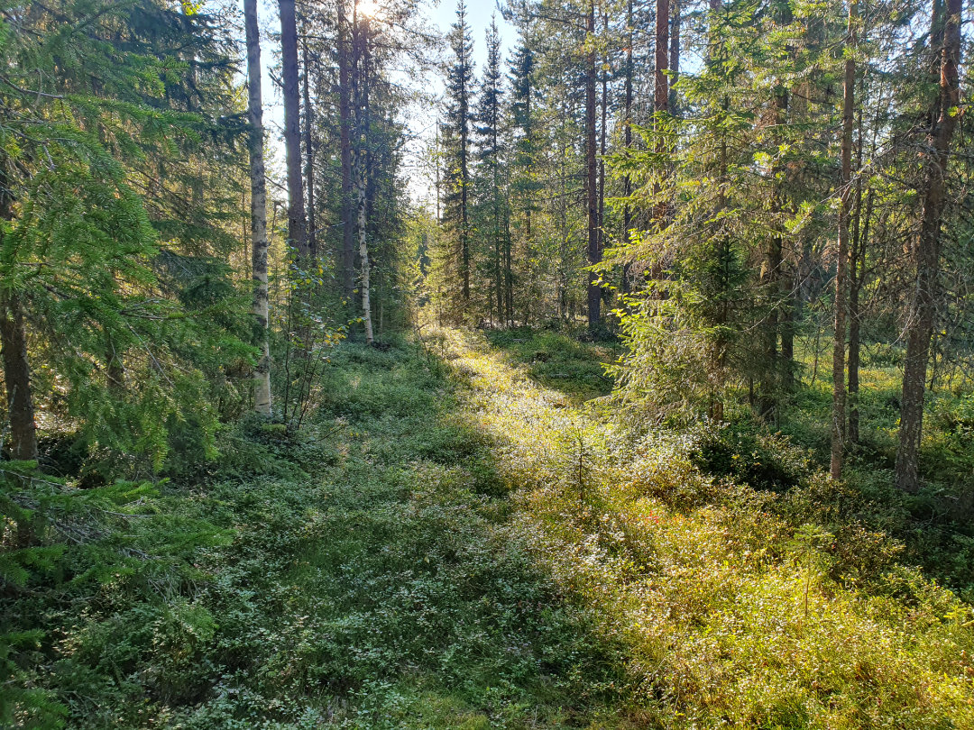 Aurinkoinen metsä