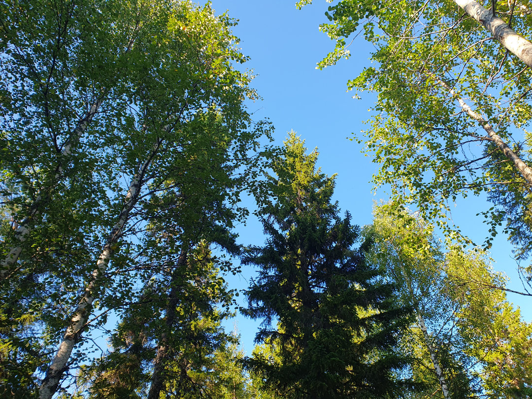 Metsän latvustoa