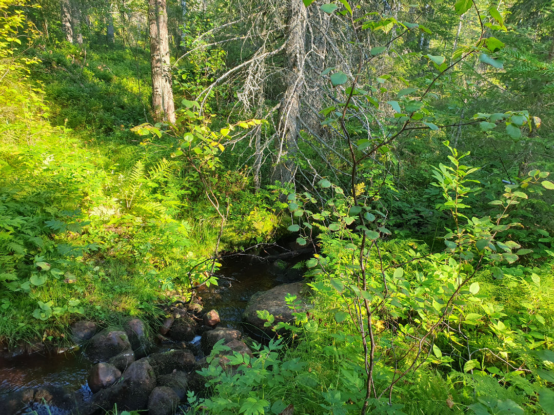 Metsäpuro